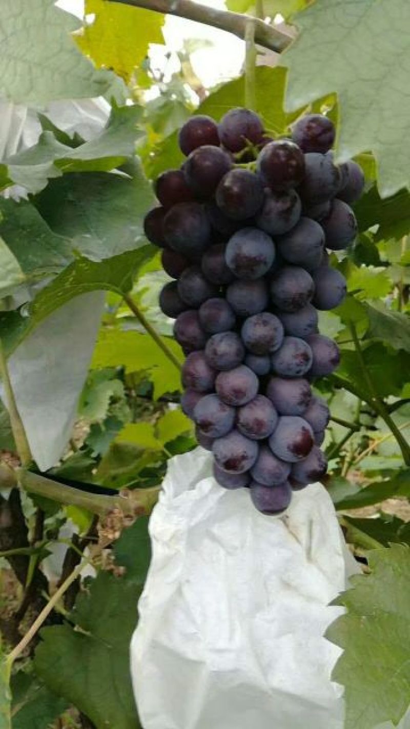 无核葡萄苗早夏无核