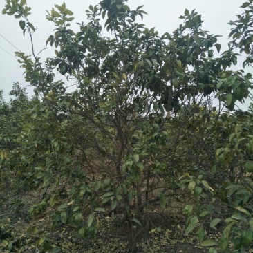 香泡苗10~20cm