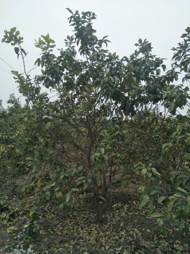 香泡苗10~20cm