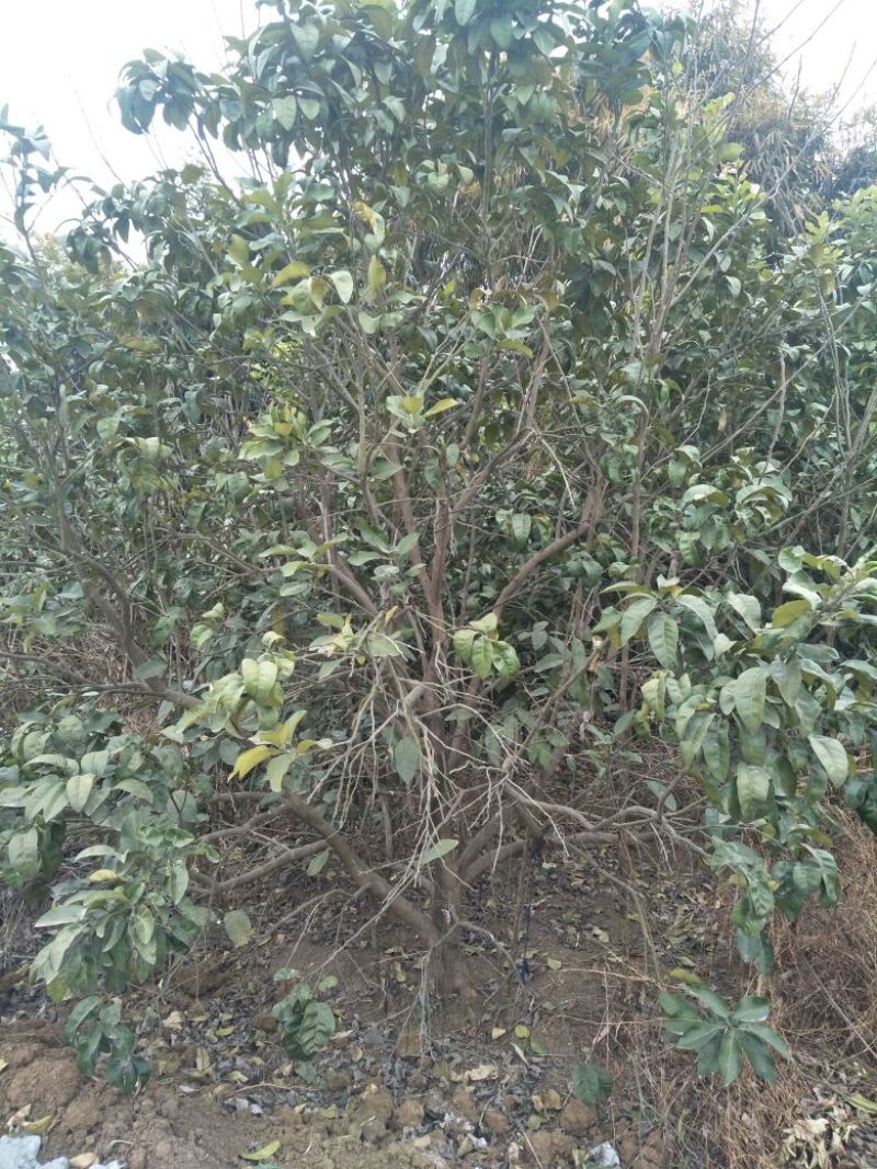 香泡苗10~20cm