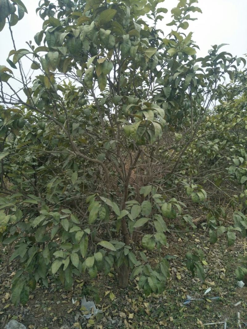 香泡苗10~20cm