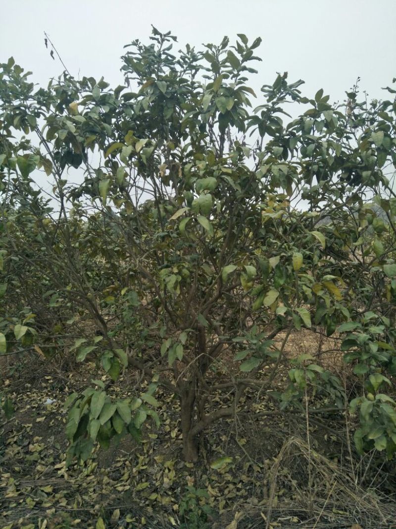 香泡苗10~20cm