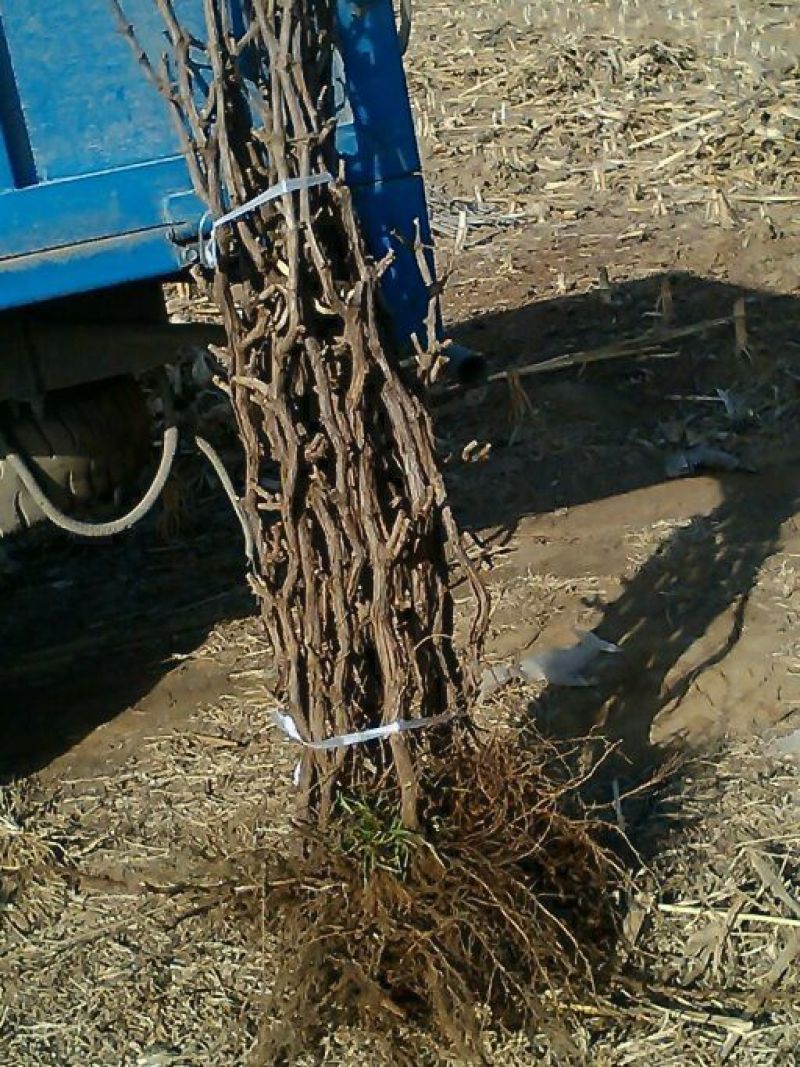 巨峰葡萄苗3年110~150cm