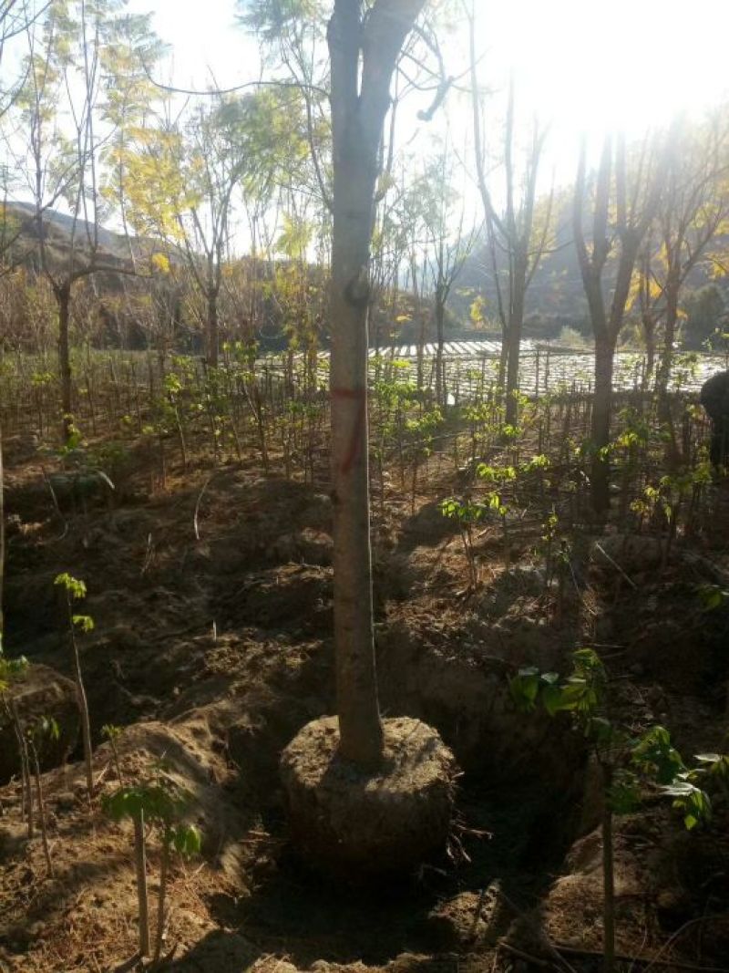 攀枝花各种蓝花楹5~8m产地直发确保一手货源
