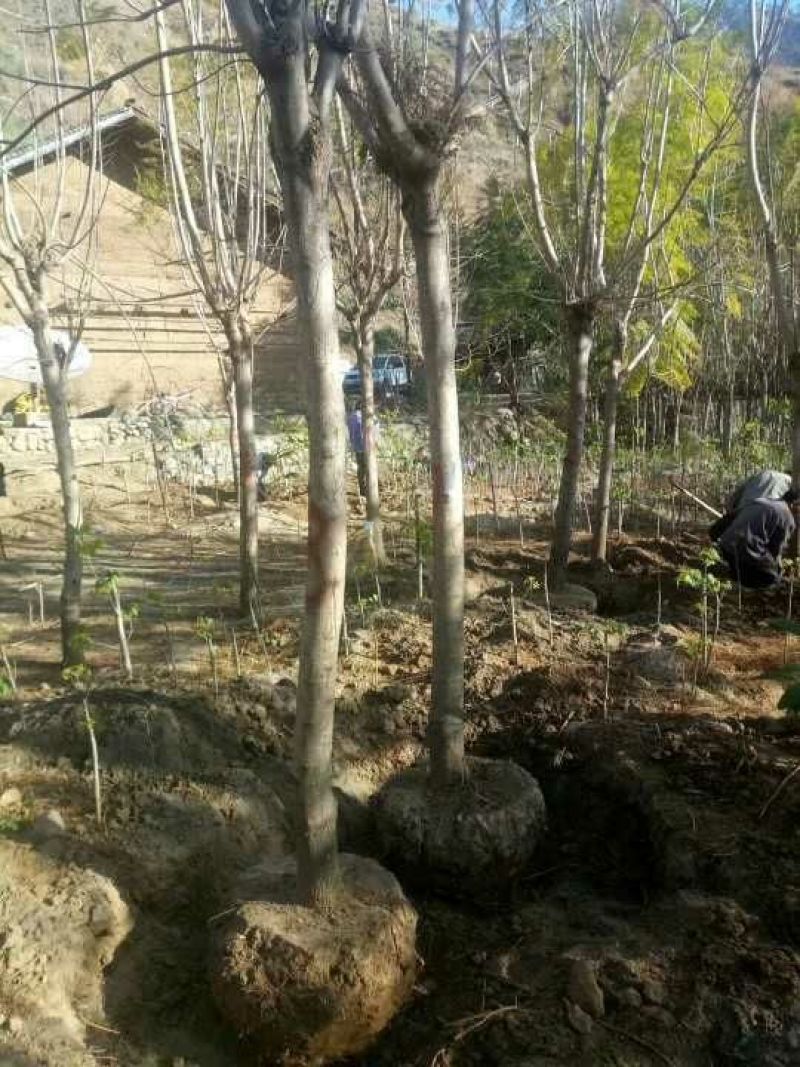 攀枝花各种蓝花楹5~8m产地直发确保一手货源