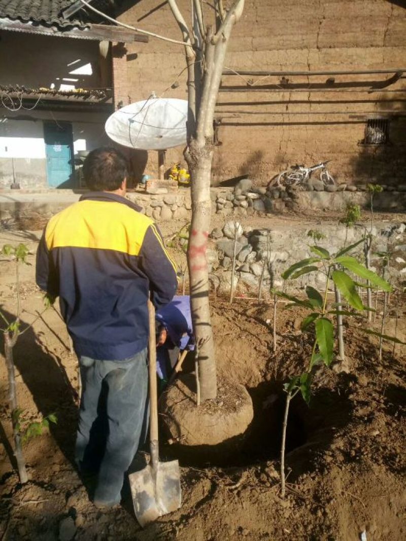 攀枝花各种蓝花楹5~8m产地直发确保一手货源
