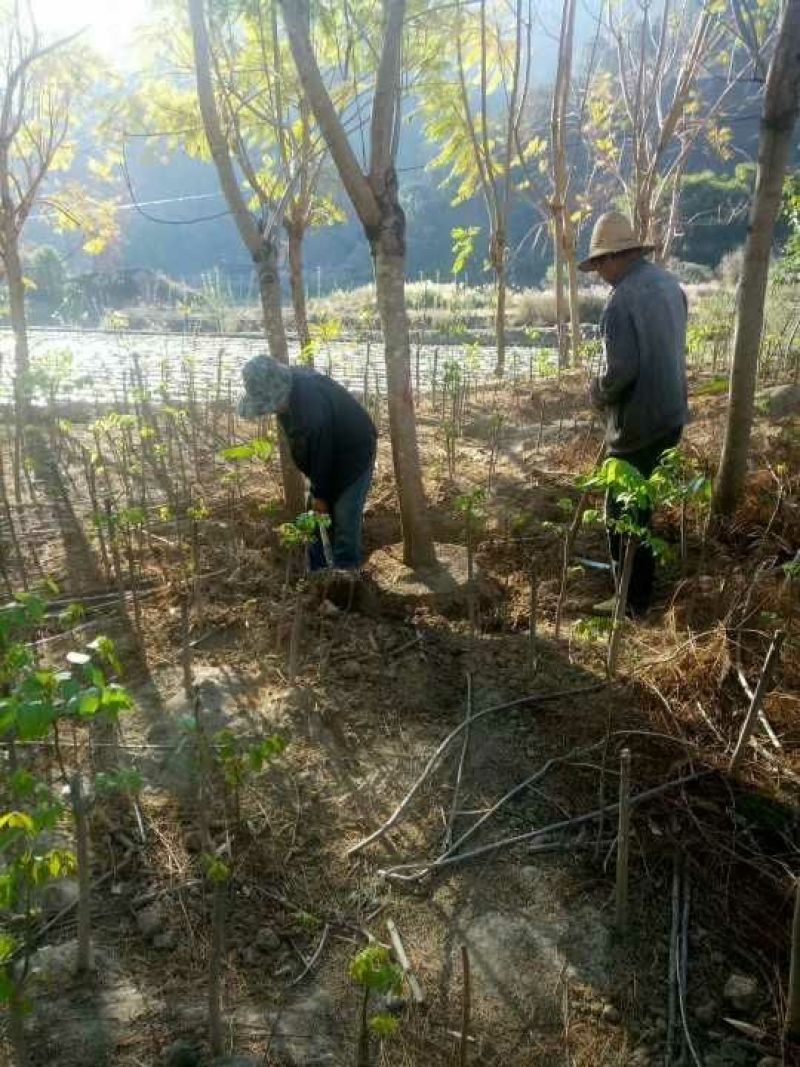 攀枝花各种蓝花楹5~8m产地直发确保一手货源