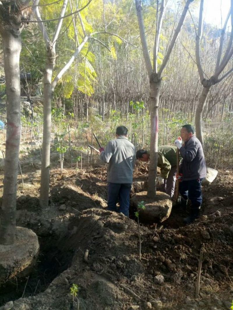 攀枝花各种蓝花楹5~8m产地直发确保一手货源