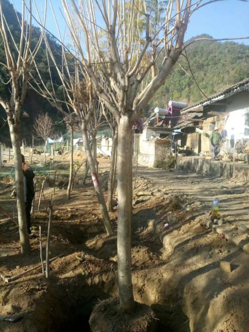 攀枝花各种蓝花楹5~8m产地直发确保一手货源