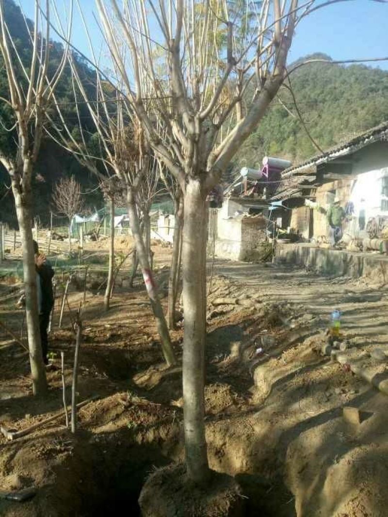 攀枝花各种蓝花楹5~8m产地直发确保一手货源