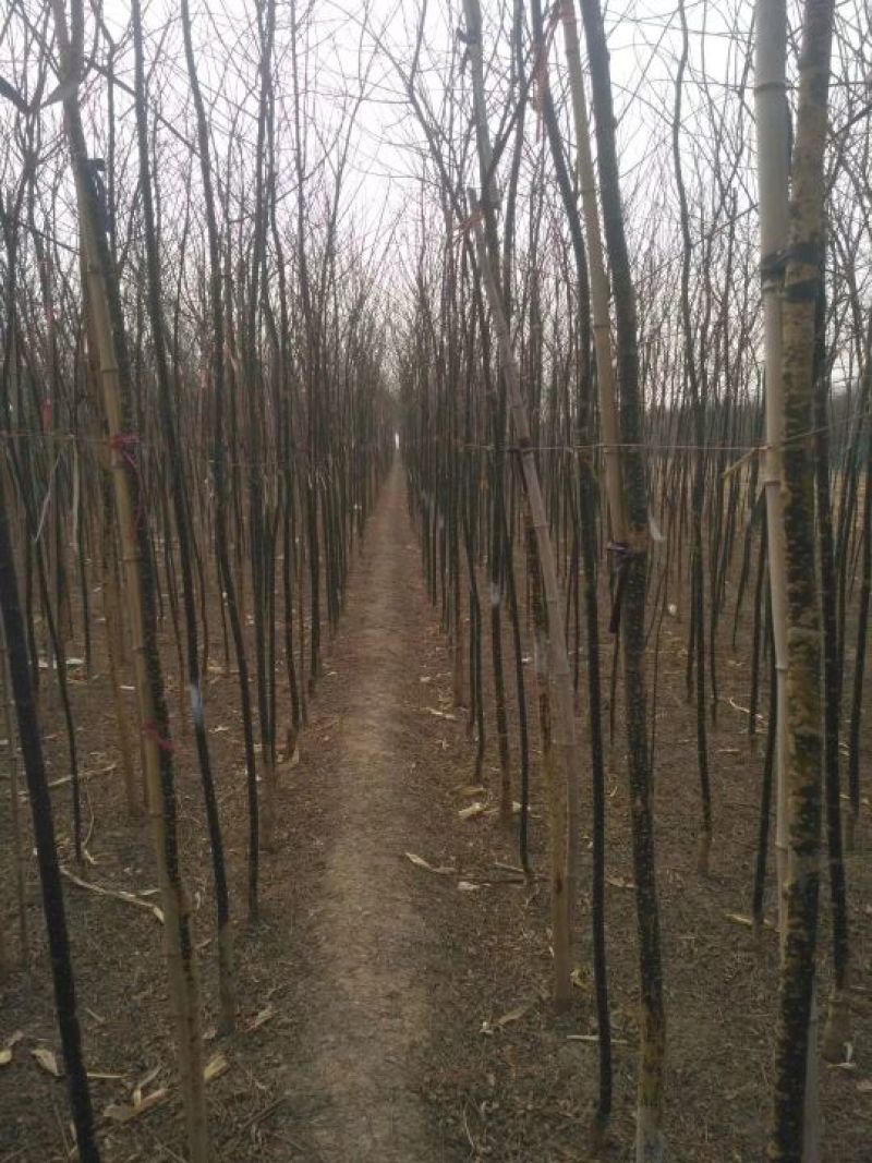 国槐基地价格已经降了您怎能不知道！各种规格