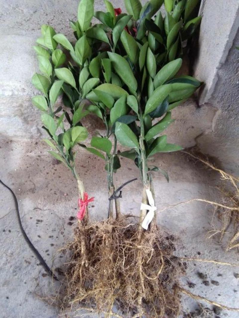 纽荷尔脐橙树苗80-100公分