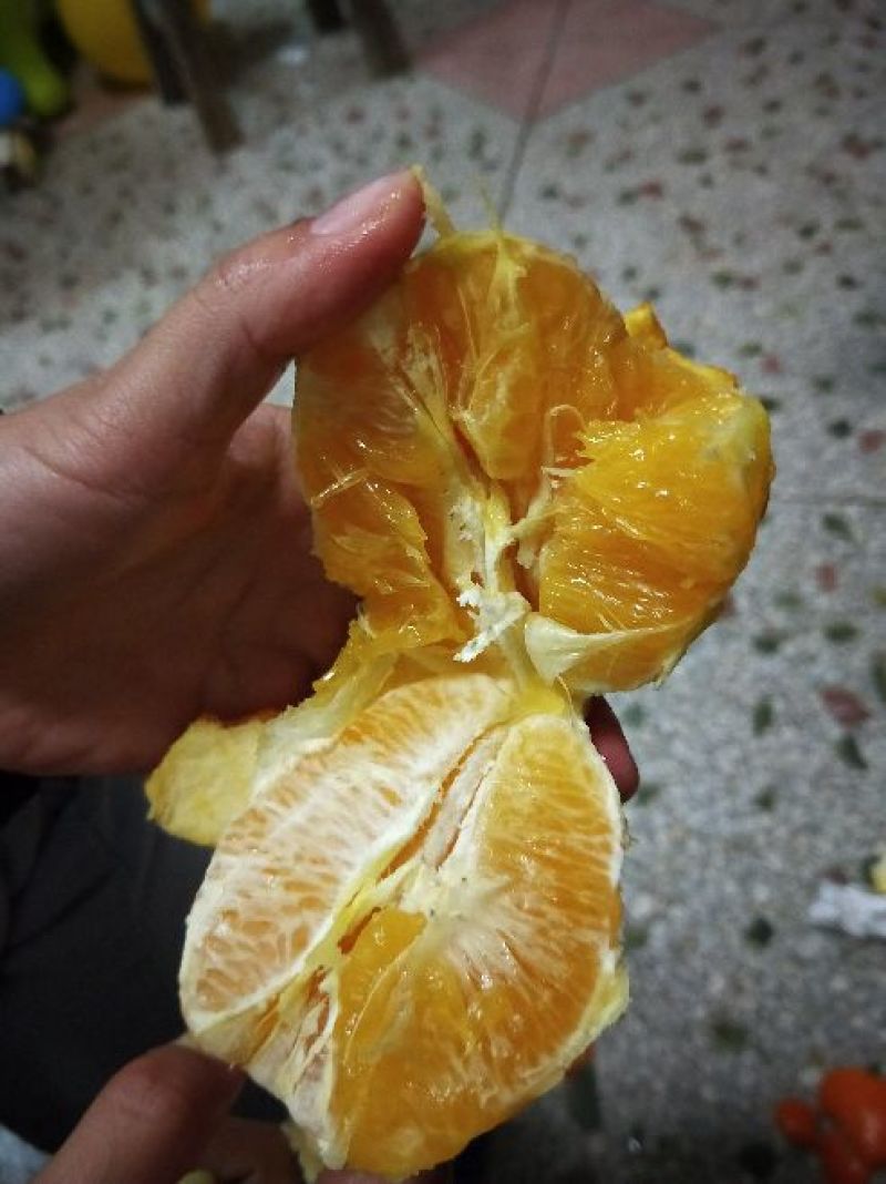 纽荷尔脐橙树苗80-100公分