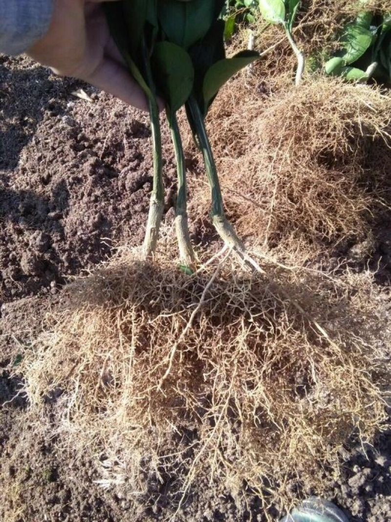 纽荷尔脐橙树苗80-100公分