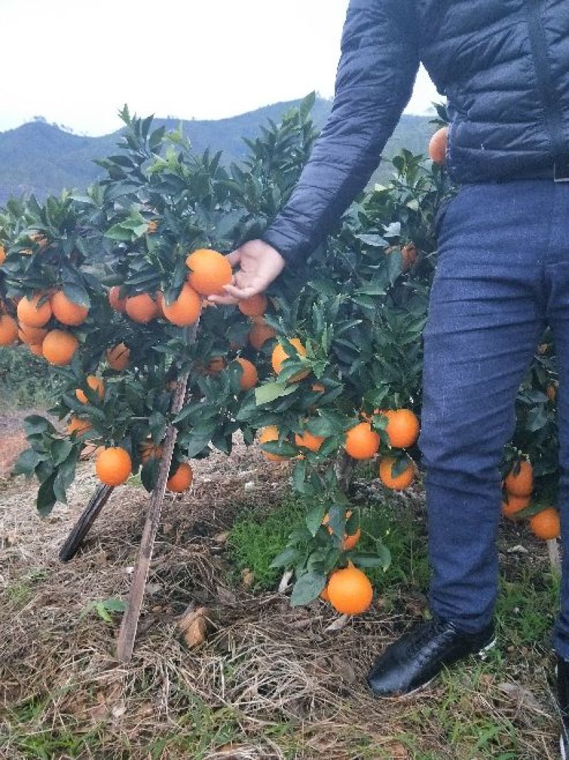 纽荷尔脐橙树苗80-100公分