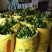 纽荷尔脐橙树苗80-100公分