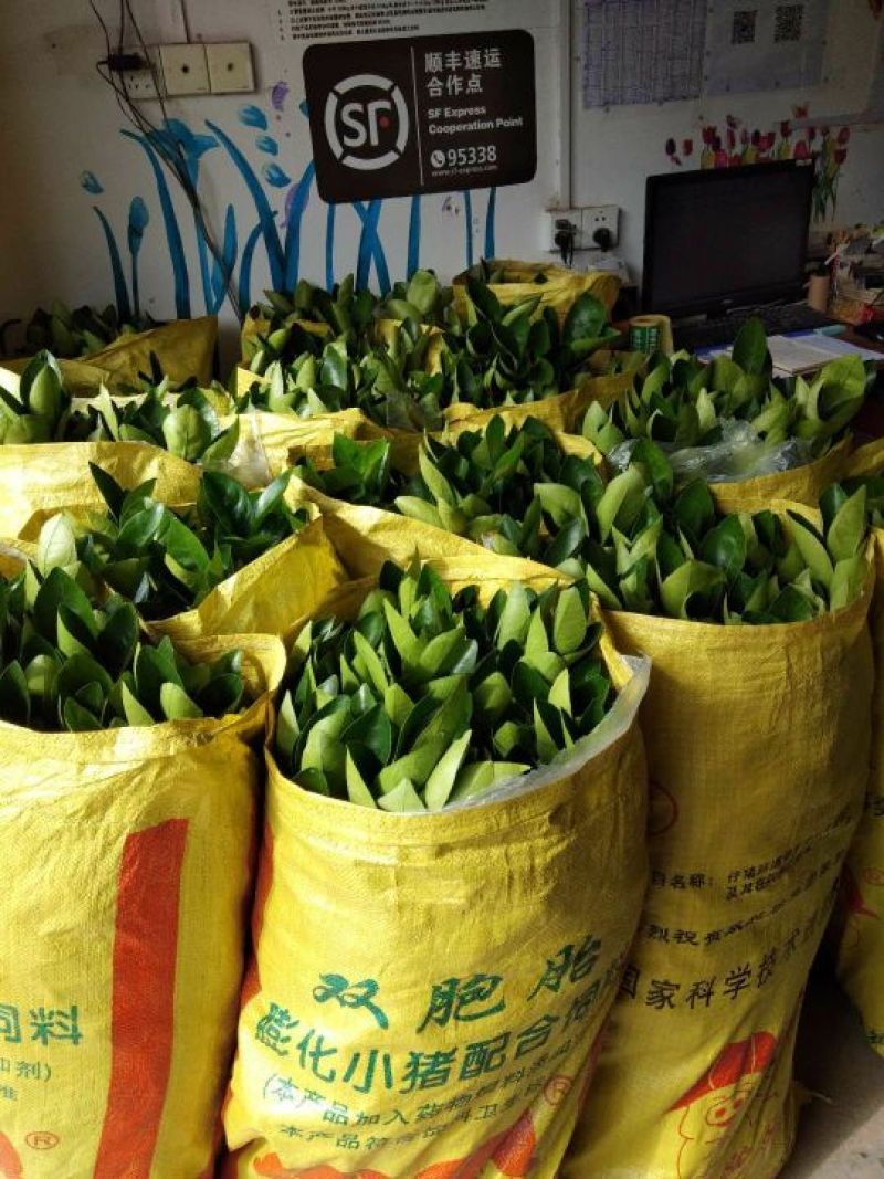 纽荷尔脐橙树苗80-100公分