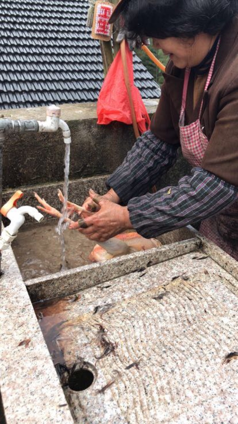血毛土鸡公母6到12月以上