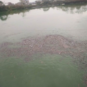 土鲶鱼苗本地塘虱