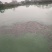 土鲶鱼苗本地塘虱