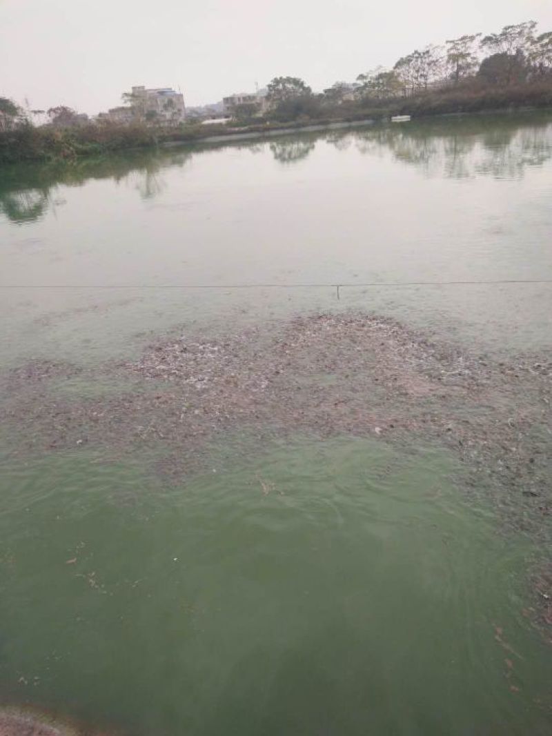 土鲶鱼苗本地塘虱