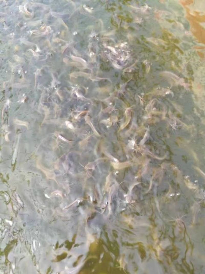 土鲶鱼苗本地塘虱