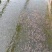 土鲶鱼苗本地塘虱