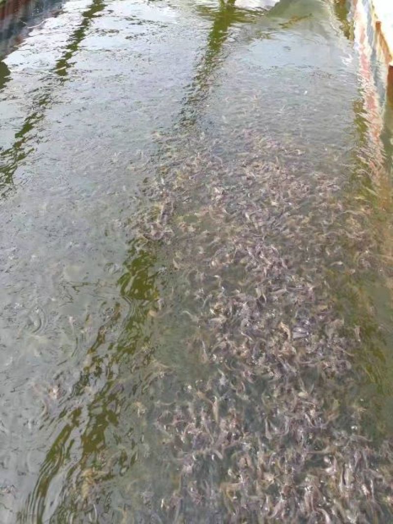 土鲶鱼苗本地塘虱