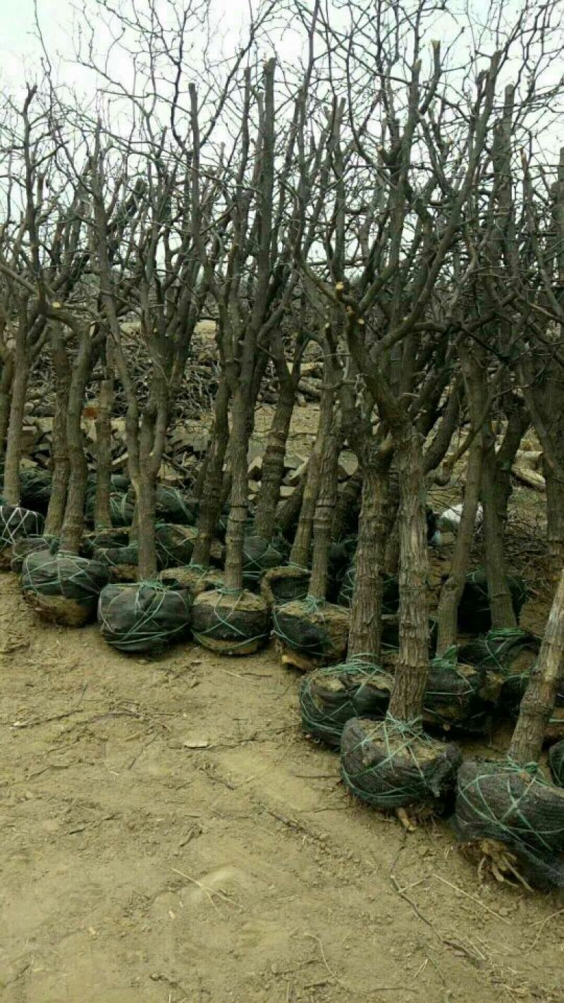 小枣苗110cm以上基地直供成活率高，保质保量