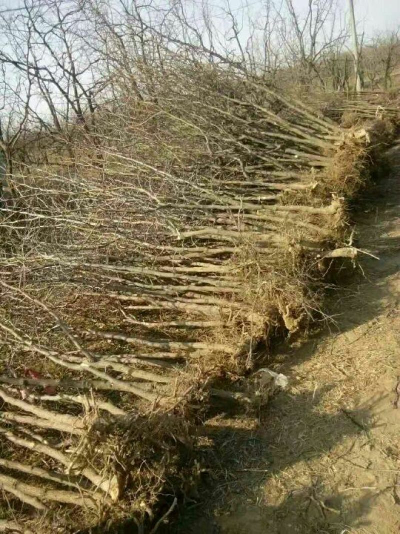 小枣苗110cm以上基地直供成活率高，保质保量
