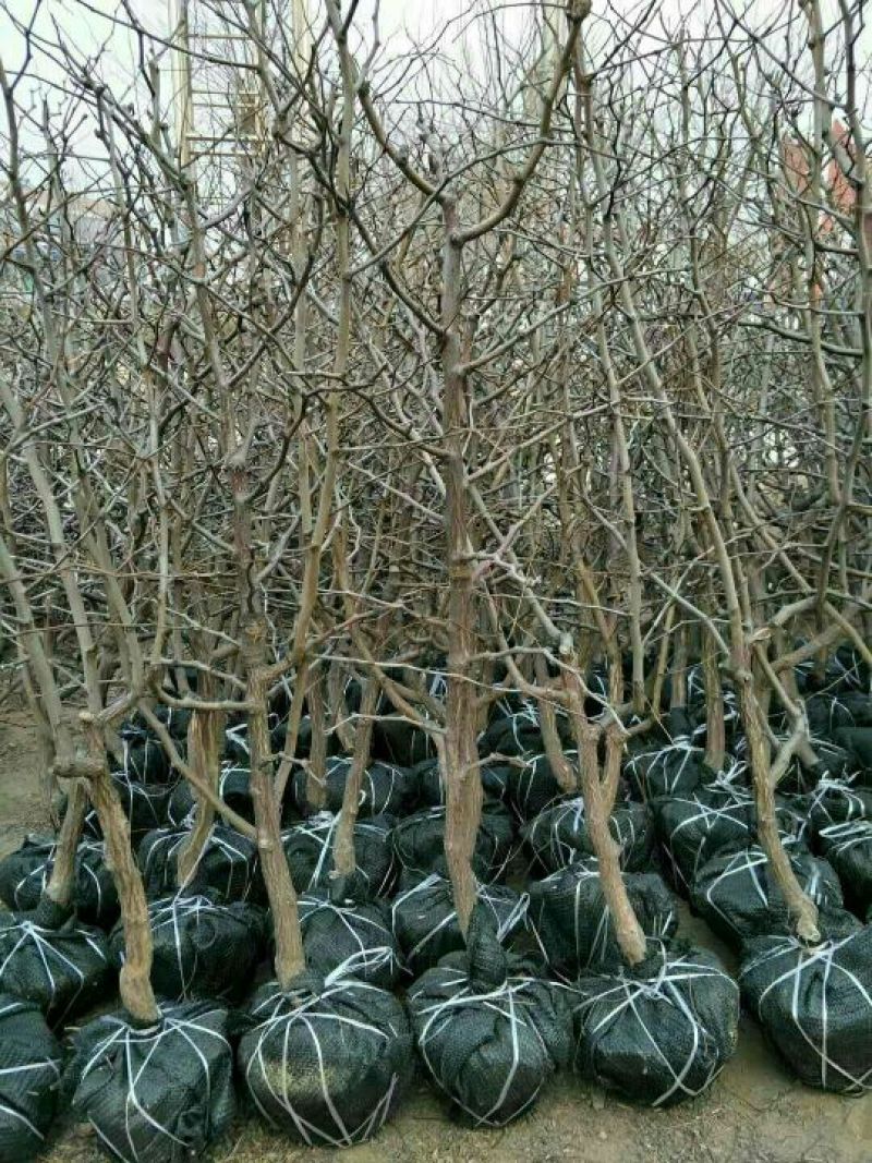 小枣苗110cm以上基地直供成活率高，保质保量