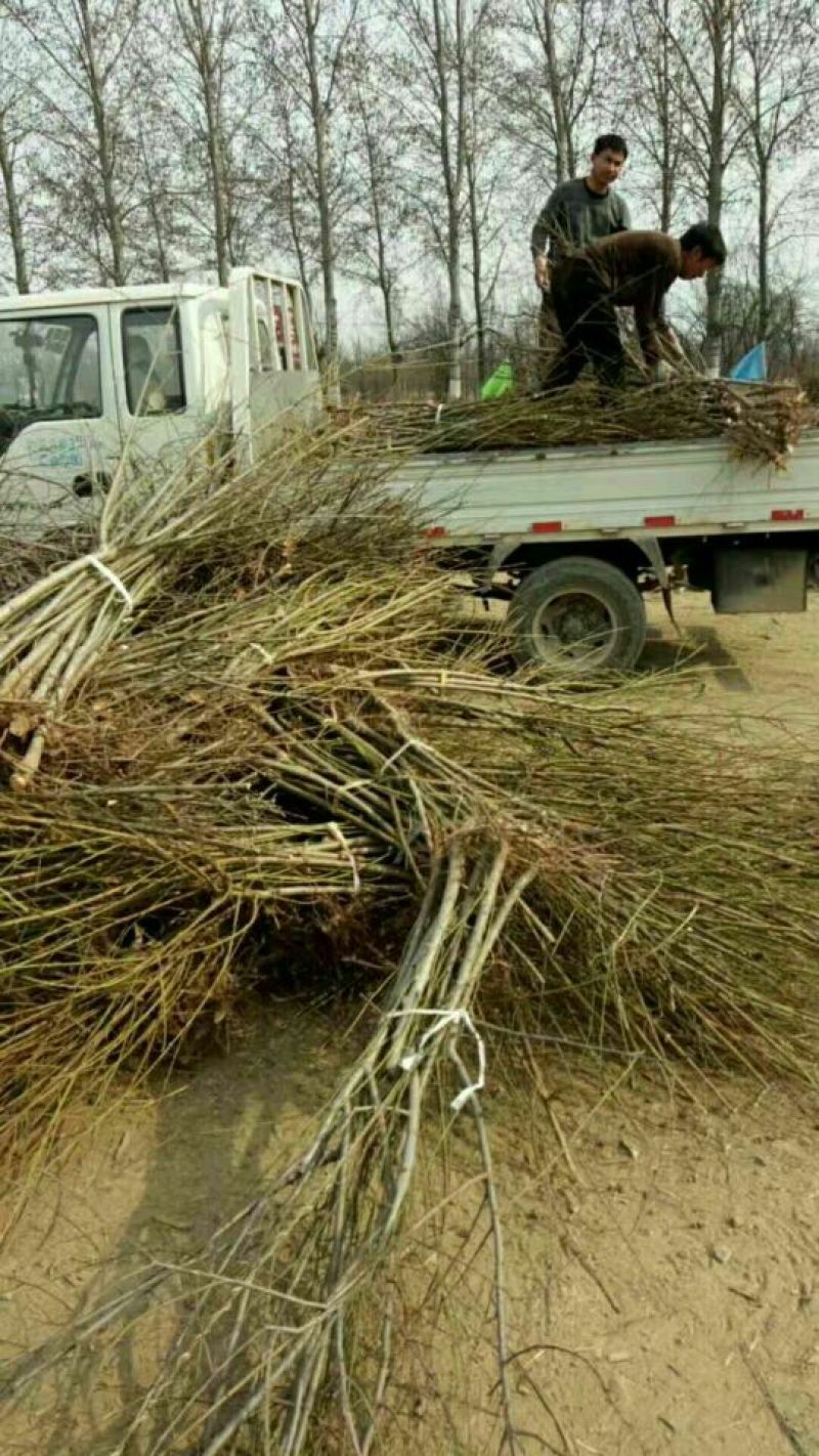 小枣苗110cm以上基地直供成活率高，保质保量