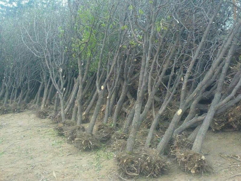 小枣苗110cm以上基地直供成活率高，保质保量