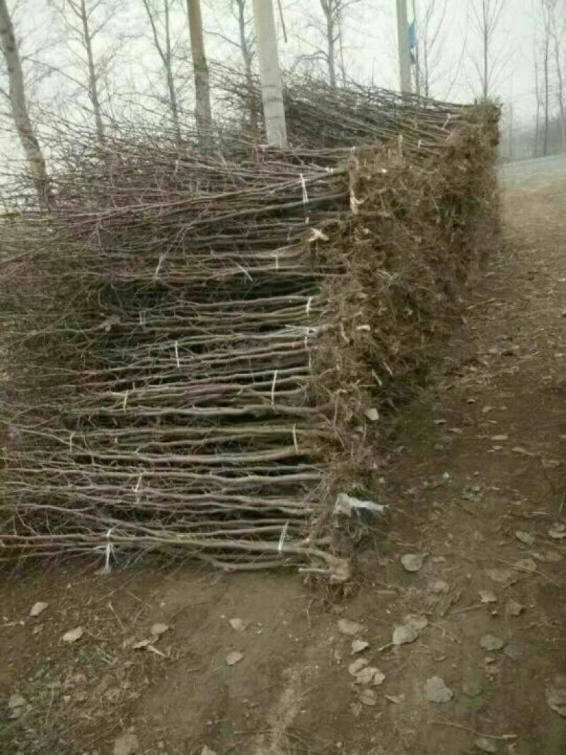 小枣苗110cm以上基地直供成活率高，保质保量