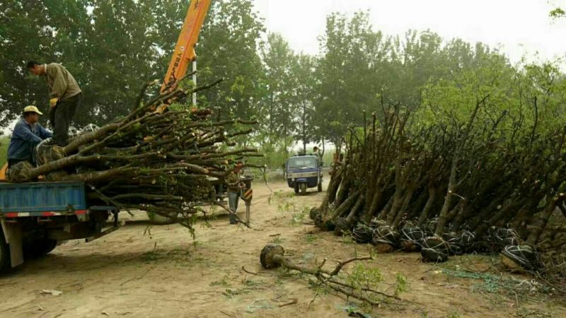 小枣苗110cm以上基地直供成活率高，保质保量