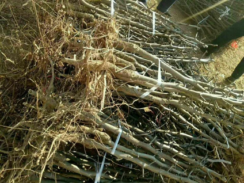 小枣苗110cm以上基地直供成活率高，保质保量
