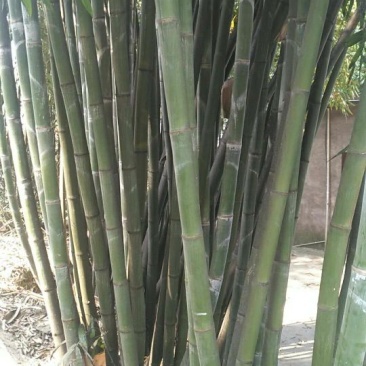 绿竹15~16m