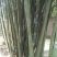 绿竹15~16m