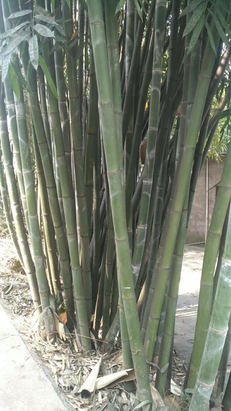 绿竹15~16m
