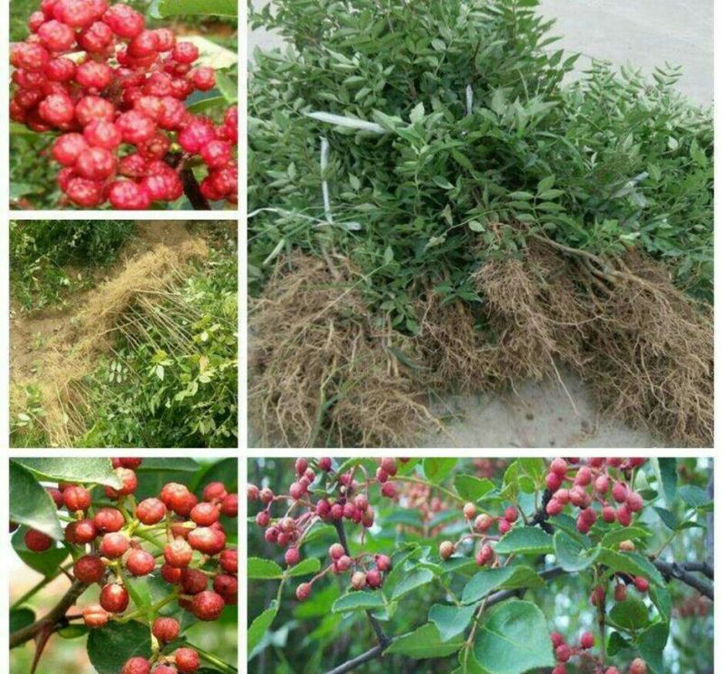 一年花椒苗育苗基地大红袍花椒树苗保湿邮寄现挖现发
