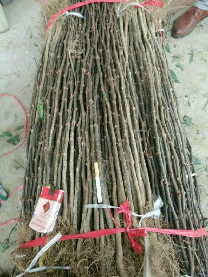 一年花椒苗育苗基地大红袍花椒树苗保湿邮寄现挖现发