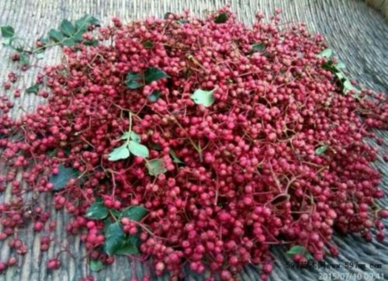 一年花椒苗育苗基地大红袍花椒树苗保湿邮寄现挖现发