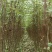 一年花椒苗育苗基地大红袍花椒树苗保湿邮寄现挖现发