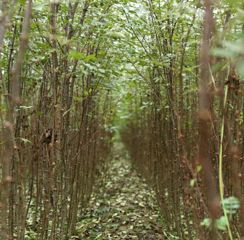 一年花椒苗育苗基地大红袍花椒树苗保湿邮寄现挖现发