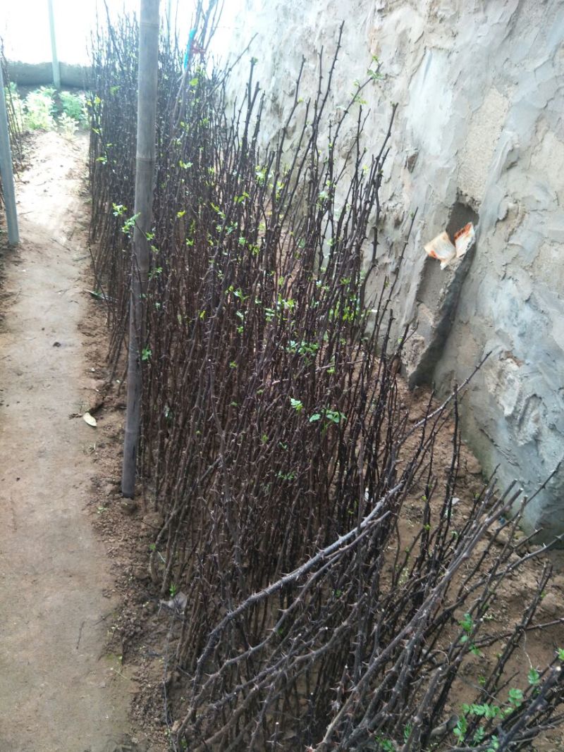 一年花椒苗育苗基地大红袍花椒树苗保湿邮寄现挖现发