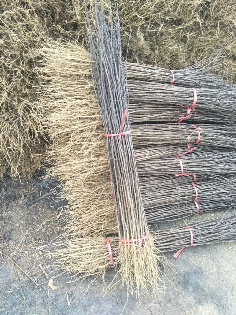 一年花椒苗育苗基地大红袍花椒树苗保湿邮寄现挖现发
