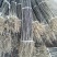 一年花椒苗育苗基地大红袍花椒树苗保湿邮寄现挖现发