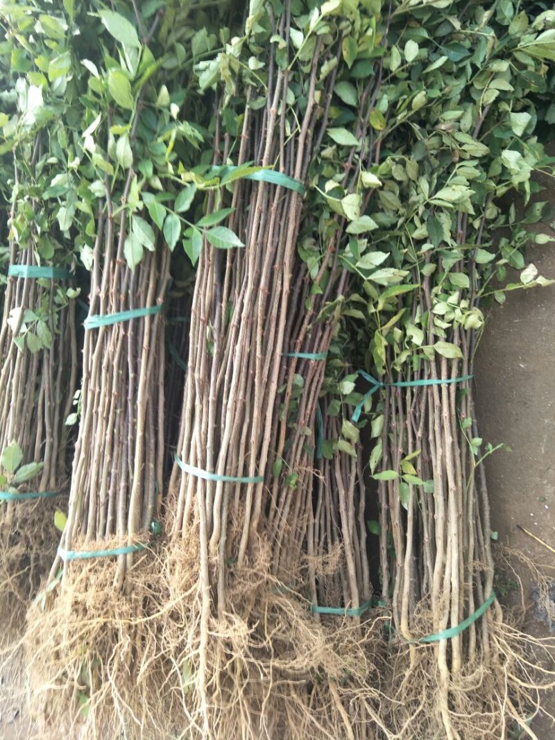 一年花椒苗育苗基地大红袍花椒树苗保湿邮寄现挖现发