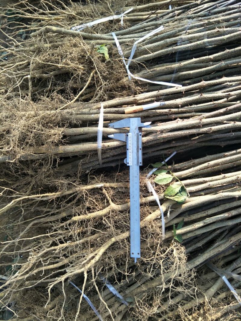 一年花椒苗育苗基地大红袍花椒树苗保湿邮寄现挖现发