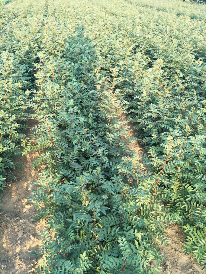 一年花椒苗育苗基地大红袍花椒树苗保湿邮寄现挖现发